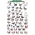 Mac's Field Guides: Northwest Coast Water Birds
