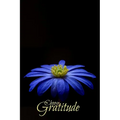 Choose Gratitude - Paperback