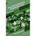 Pachysandra terminalis: Shade plant Beginner's Guide - Paperback