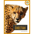 Cheetah - Paperback