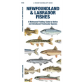 Newfoundland & Labrador Fishes - Paperback