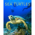 Sea Turtles: Amazing Pictures & Fun Facts on Animals in Nature - Paperback