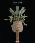 Second Nature - Paperback