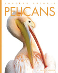 Pelicans - Paperback