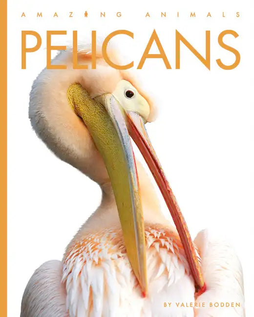 Pelicans - Paperback
