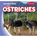 Ostriches - Library Binding