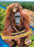 Orangutans - Library Binding