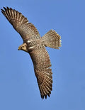 Falcon: Birds of Prey in the Genus Falco, Which Includes about 40 Species. Falcons Are Widely Distributed on All Continents of - Paperback