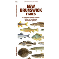 New Brunswick Fishes - Paperback