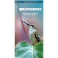 Hummingbirds: A Folding Pocket Guide to Familiar Species