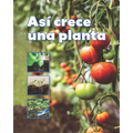 Así Crece Una Planta - Paperback