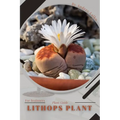 Lithops Plant: Plant Guide - Paperback