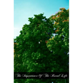 The Importance Of The Rural Life: According To The Philosophy Of St. Thomas Aquinas A Study In Economic Philosophy - Paperback