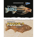 How Does a Bone Become a Fossil? - Paperback