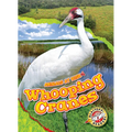 Whooping Cranes - Library Binding