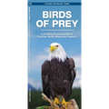 Birds of Prey: An Introduction to Familiar North American Species