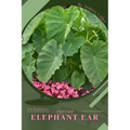 Elephant Ear: Plant Guide - Paperback