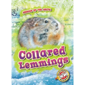 Collared Lemmings - Library Binding