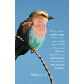 General Worship Bulletin: Your Heavenly Father Knoweth (Package of 100): Matthew 6:31-32 (Kjv) - Paperback