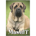Mastiff: Dog breed overview and guide - Paperback
