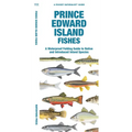 Prince Edward Island Fishes - Paperback