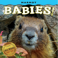 Marmot Babies! - Board Book