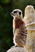 Meercat: The Meerkat or Suricate Is a Small Carnivoran Belonging to the Mongoose Family. It Is the Only Member of the Genus Suricata. - Paperback