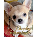 Cheeky Chihuahuas - Paperback