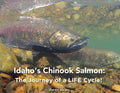 Idaho's Chinook Salmon: The Journey of a LIFE Cycle - Paperback