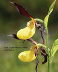 How to Draw Wild Flowers (Replica Edition) - Paperback
