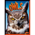 Owls - Paperback