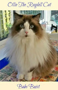 Ollie The Ragdoll Cat: A Book for Cat Lovers of All Ages - Paperback