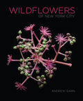 Wildflowers of New York City - Hardcover