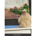 Taco gets lost in Ruidoso New Mexico and Discovers "The Downs". - Hardcover