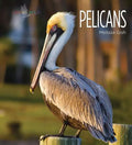 Pelicans - Library Binding