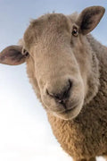Sheep: Domestic Sheep Are Quadrupedal, Ruminant Mammals Typically Kept as Livestock. Like Most Ruminants, Sheep Are Members o - Paperback