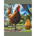 How to Raise Chickens For Eggs and Meat - Paperback