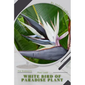 White Bird of Paradise plant: Plant Guide - Paperback