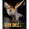Barn Owls - Library Binding