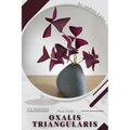 Oxalis triangularis: Plant Guide - Paperback