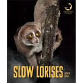 Slow Lorises - Library Binding