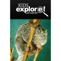 Porcupines - Kids Explore: Animal books nonfiction - books ages 5-6 - Paperback