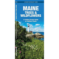 Maine Trees & Wildflowers: A Folding Pocket Guide to Familiar Plants - Hardcover