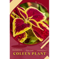 Coleus Plant: Plant Guide - Paperback