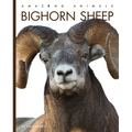 Bighorn Sheep - Paperback