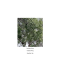The Comfort of Crows - Paperback