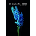 Hyacinthus - Paperback