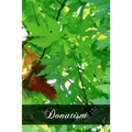 Donatism - Paperback