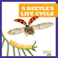 A Beetle's Life Cycle - Paperback