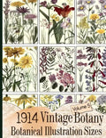 1914 Vintage Botany Botanical Illustration Sizes - Paperback